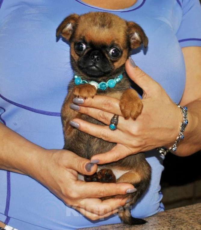 Собаки в Москве: Миниатюрная девочка пти-брабансон Девочка, 60 000 руб. - фото 1