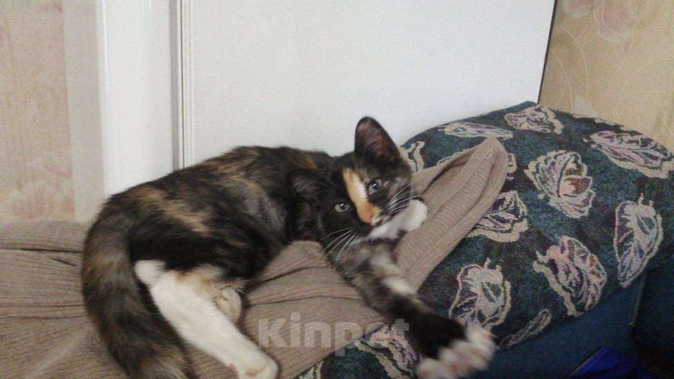 Кошки в Новошахтинске: Срочно Клепа ищет дом, Бесплатно - фото 1