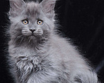 Кошки в Видном: Шикарный мейн-кун  Девочка, 80 000 руб. - фото 6
