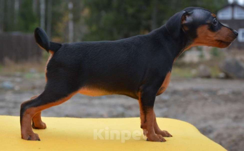 Собаки в Петрозаводске: Предлагается щенок цвергпинчер Девочка, 50 000 руб. - фото 1