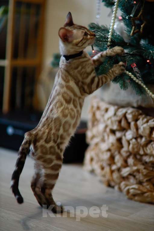 Кошки в Москве: Бенгальский котёнок  Мальчик, 90 000 руб. - фото 5