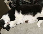 Кошки в Зеленограде: Потерялся чёрно-белый кот Фидель  Мальчик, 10 000 руб. - фото 3