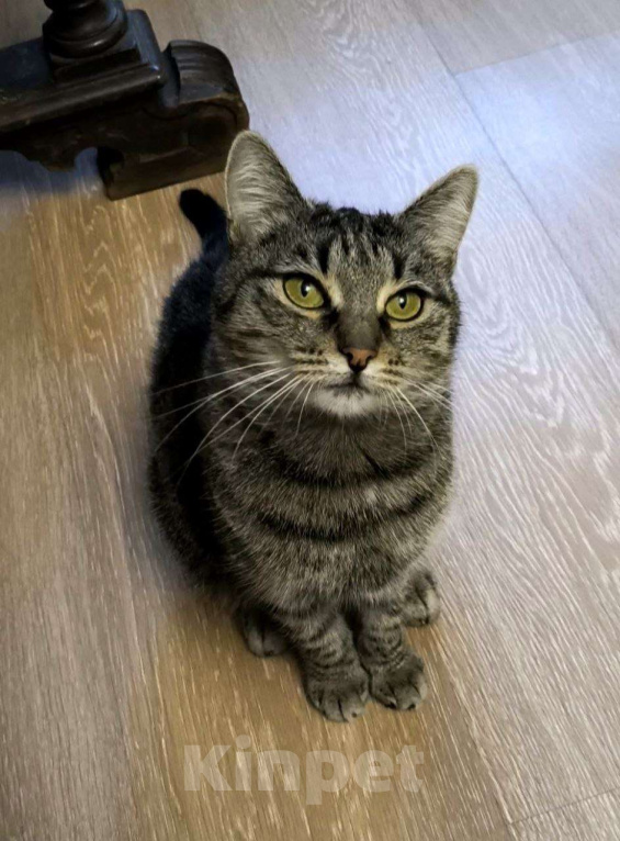 Кошки в Москве: Полосатая красотка Ленди Девочка, Бесплатно - фото 1