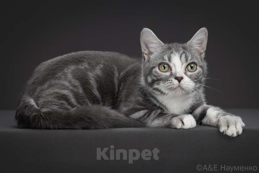 Кошки в Москве: Американская короткошерстная кошка Девочка, 70 000 руб. - фото 9