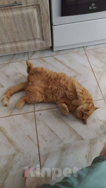 Кошки в Омске:  Пропал Мальчик, Бесплатно - фото 6