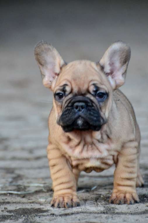 Собаки в Старом Купавне: Очаровательный Пуф Мальчик, 70 000 руб. - фото 3