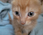 Кошки в Балашихе: Рыженький мальчик Мальчик, 1 руб. - фото 3