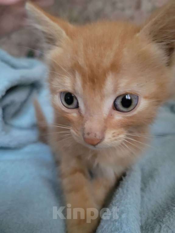 Кошки в Балашихе: Рыженький мальчик Мальчик, 1 руб. - фото 3