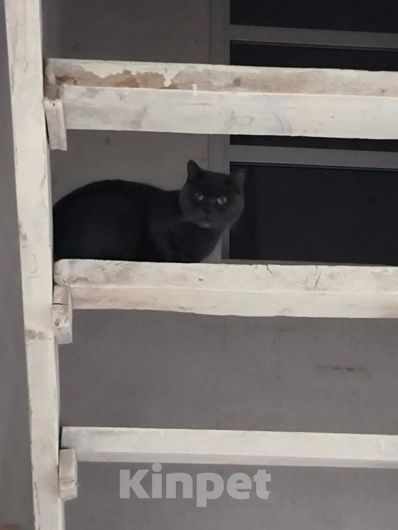 Кошки в Екатеринбурге: Отдам в добрые руки единственным питомцем в семье Девочка, Бесплатно - фото 5