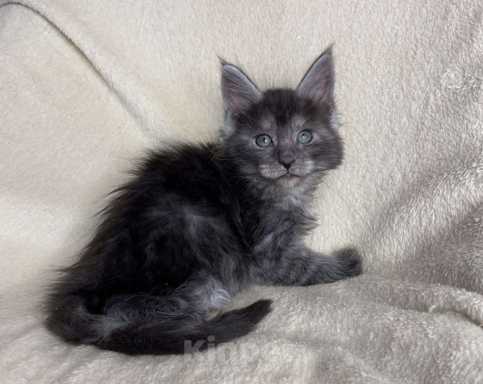 Кошки в Дмитрове: Черная дымчатая девочка мейн кун Wlasta Девочка, 40 000 руб. - фото 4