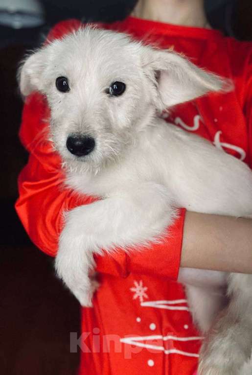 Собаки в Москве: Щенок девочка в добрые руки Девочка, Бесплатно - фото 1