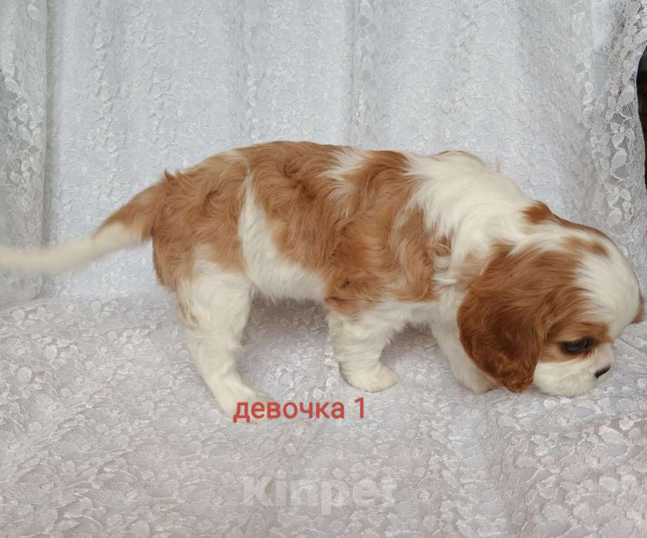 Собаки в Москве: девочка кавалер кинг чарльз спаниеля Девочка, 80 000 руб. - фото 4