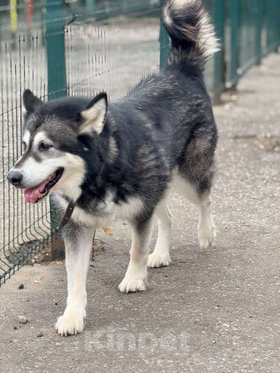 Собаки в Москве: Кайли выкинули спустя 8 лет семейной жизни Девочка, Бесплатно - фото 8