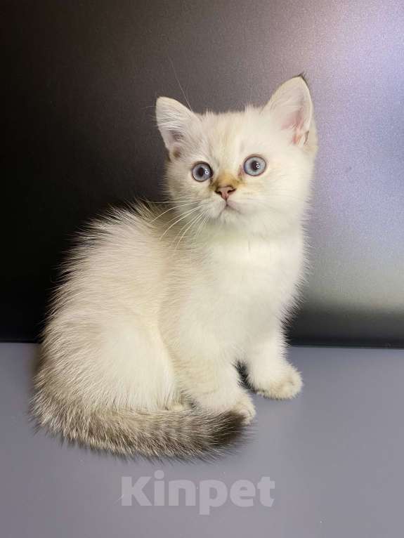 Кошки в Москве: Милаши Мальчик, 35 000 руб. - фото 9