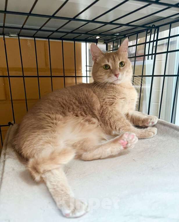 Кошки в Москве: Кошка Злата – удивительно умная золотая девочка в добрые руки Девочка, Бесплатно - фото 2