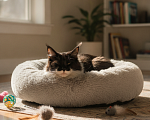 Кошки в Череповце: Кошка мейн-кун Девочка, 40 000 руб. - фото 2