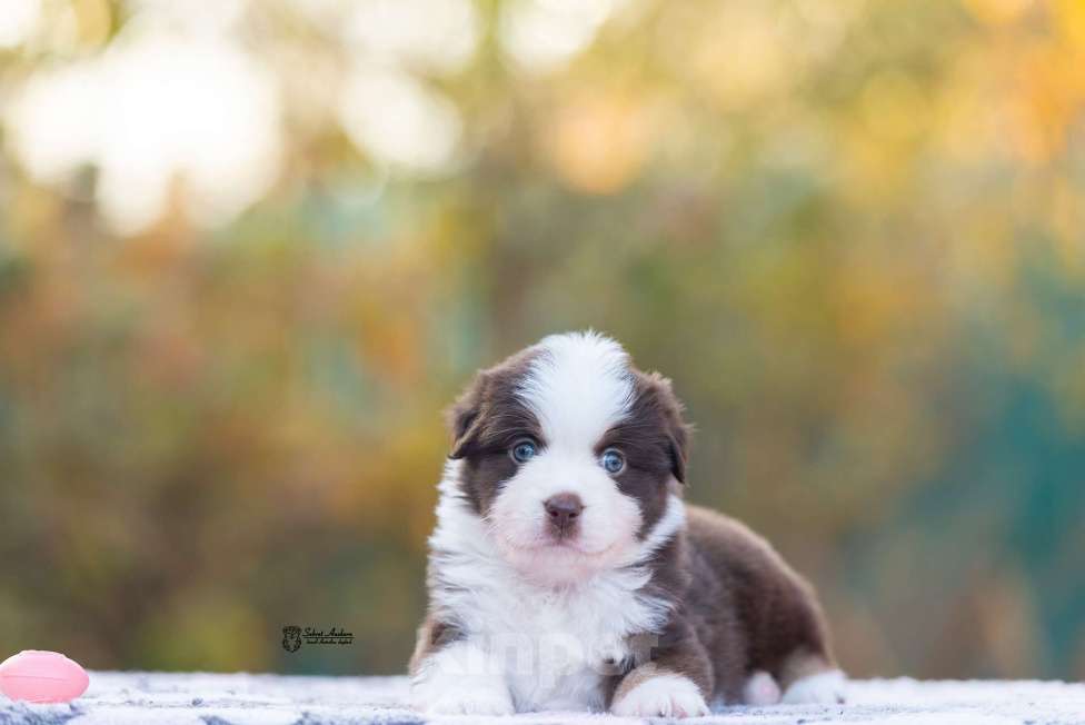 Собаки в Москве: Миниатюрная американская овчарка (мини-аусси) Мальчик, 150 000 руб. - фото 4