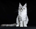 Кошки в Москве: Котенок мейн-кун девочка Девочка, 80 000 руб. - фото 4