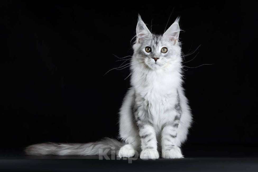 Кошки в Москве: Котенок мейн-кун девочка Девочка, 80 000 руб. - фото 4