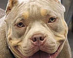 Собаки в других городах Ленинградской области: Американский булли Девочка, 100 000 руб. - фото 2