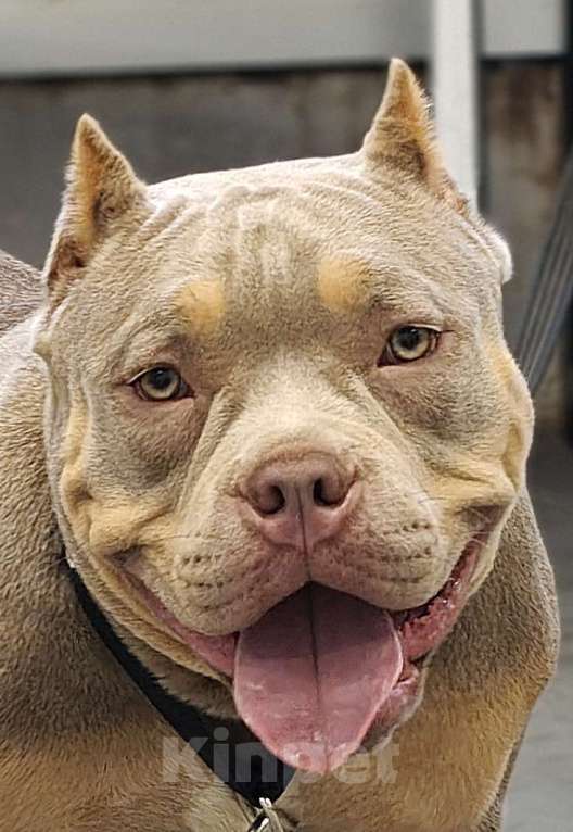Собаки в других городах Ленинградской области: Американский булли Девочка, 100 000 руб. - фото 2