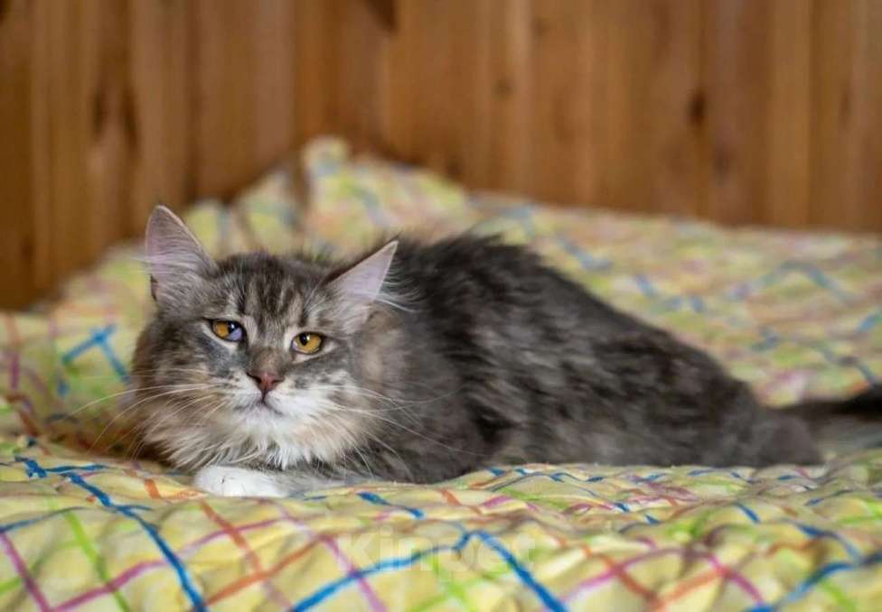 Кошки в Москве: Кошечка Сьюзи ищет любящую семью. Девочка, Бесплатно - фото 2