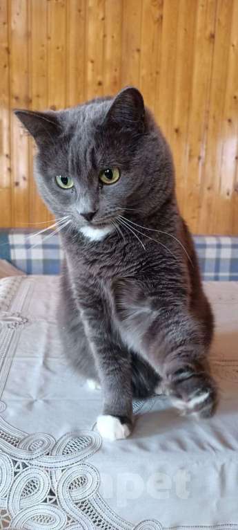 Кошки в Москве: Котодочка Лола Девочка, Бесплатно - фото 2