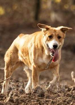 Собаки в Москве: Балу ищет дом Мальчик, Бесплатно - фото 10