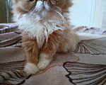 Кошки в Симферополе: Кошечка персидской породы  Девочка, 25 000 руб. - фото 1