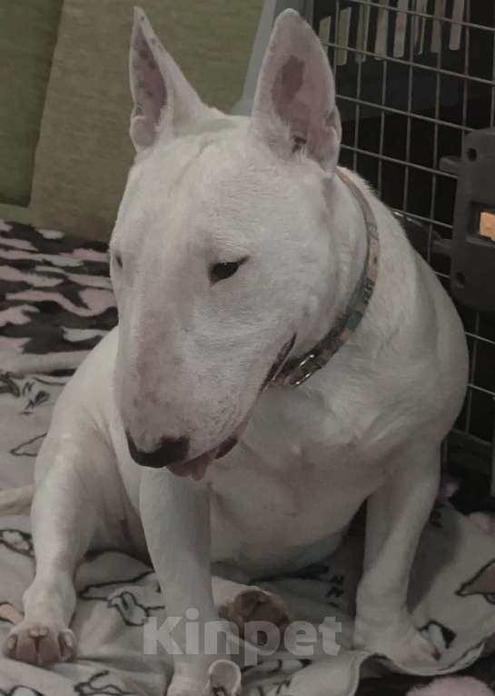 Собаки в Санкт-Петербурге: Девочка 1 год. Рожд. 19.02.2025г. Девочка, 100 000 руб. - фото 6