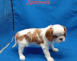 Собаки в Москве: Щенки кавалер Кинг Чарльз спаниель  Девочка, 60 000 руб. - фото 1