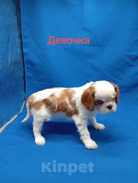 Собаки в Москве: Щенки кавалер Кинг Чарльз спаниель  Девочка, 60 000 руб. - фото 1
