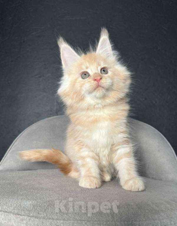 Кошки в Санкт-Петербурге: Мальчик  Мальчик, 15 000 руб. - фото 2