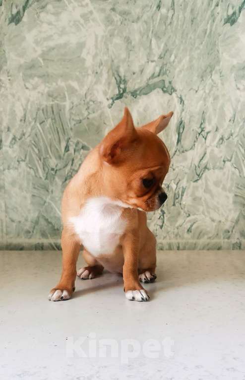 Собаки в Владимире: Девочка, РКФ Девочка, 100 руб. - фото 2