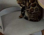 Кошки в Подольске: Бенгальский котенок Мальчик, 30 000 руб. - фото 2