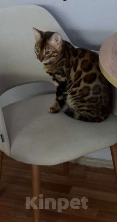 Кошки в Подольске: Бенгальский котенок Мальчик, 30 000 руб. - фото 2