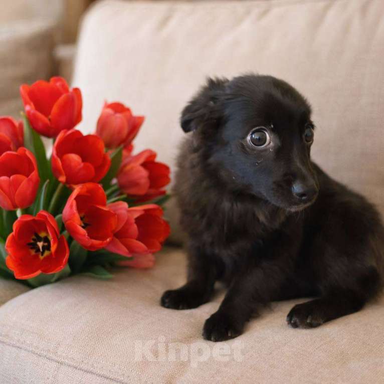 Собаки в Москве: в добрые руки небольшая собака Мальчик, Бесплатно - фото 2