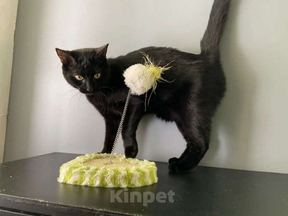 Кошки в Москве: Котенок Ночка ищет дом Девочка, Бесплатно - фото 8