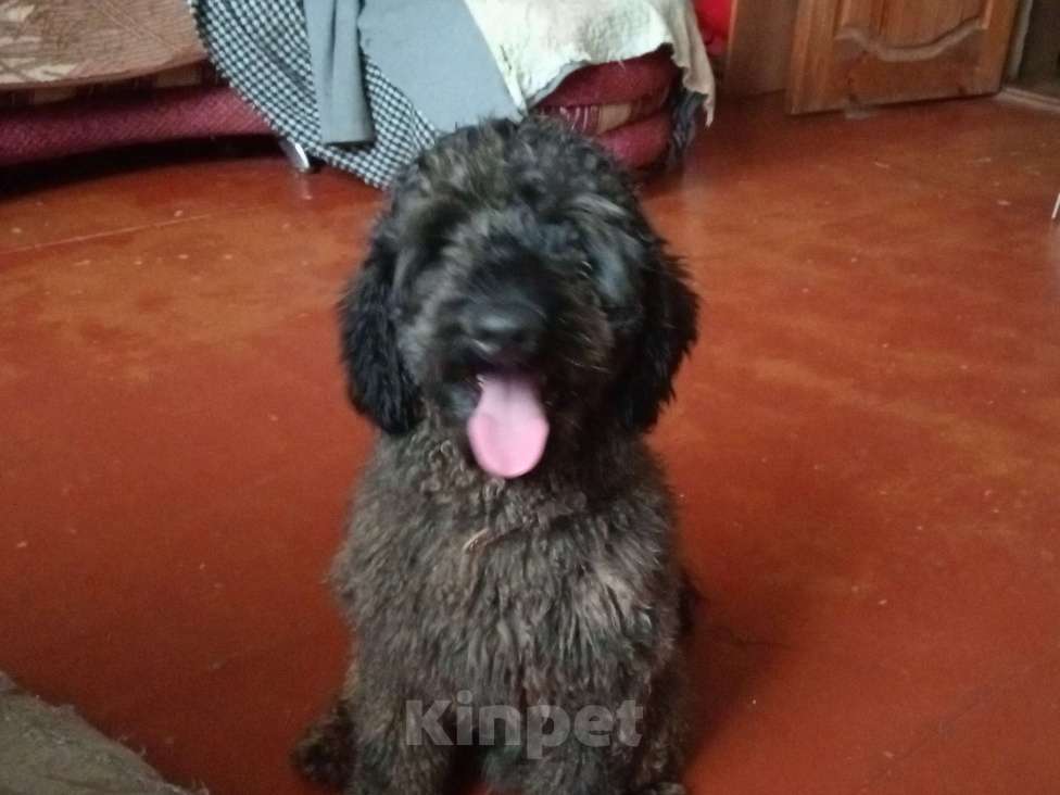 Собаки в Орле: Пудель  Мальчик, Бесплатно - фото 4