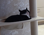 Кошки в Томске: Котик Семён Мальчик, Бесплатно - фото 2