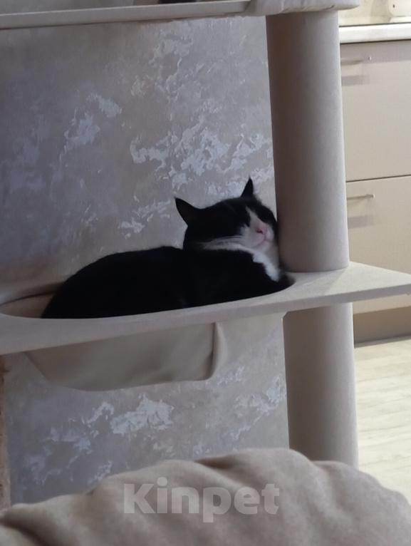 Кошки в Томске: Котик Семён Мальчик, Бесплатно - фото 2