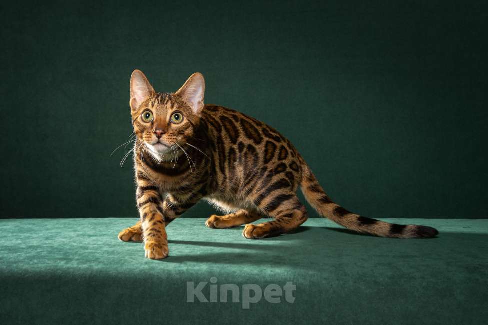 Кошки в Екатеринбурге: Wild Siblings' Ereb - бенгальский котёнок - ручной леопард Мальчик, Бесплатно - фото 2