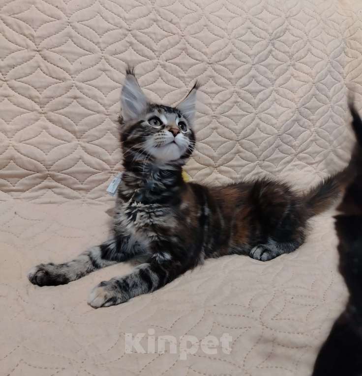 Кошки в других городах Воронежской области: Малышка 1 Девочка, 10 000 руб. - фото 2