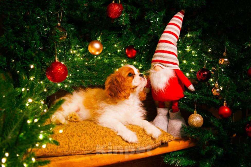 Собаки в Москве: Ньютон Бланко текила джаз (миник) Мальчик, Бесплатно - фото 1