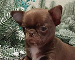 Собаки в Новосибирске: Мальчик Чихуахуа  Мальчик, Бесплатно - фото 1