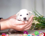 Собаки в Москве: Белые и рыжие щенки от маленькой собаки в добрые руки Девочка, Бесплатно - фото 5