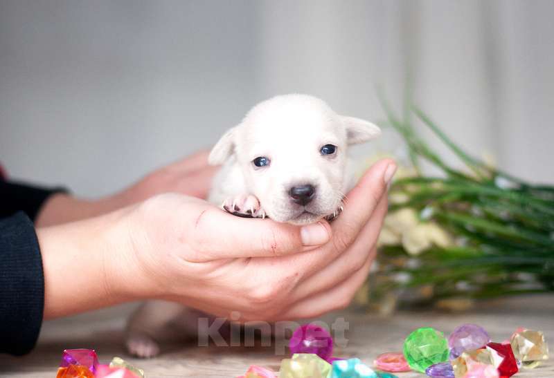 Собаки в Москве: Белые и рыжие щенки от маленькой собаки в добрые руки Девочка, Бесплатно - фото 5