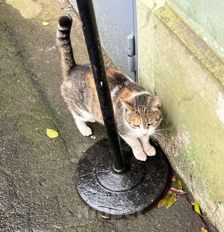 Кошки в Москве: Тургеневская потеряша в центре Девочка, Бесплатно - фото 5