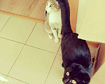 Кошки в Заволжье: Котята, 500 руб. - фото 3