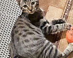 Кошки в Рязани: Продаются котята курильского бобтейла, 7 000 руб. - фото 5